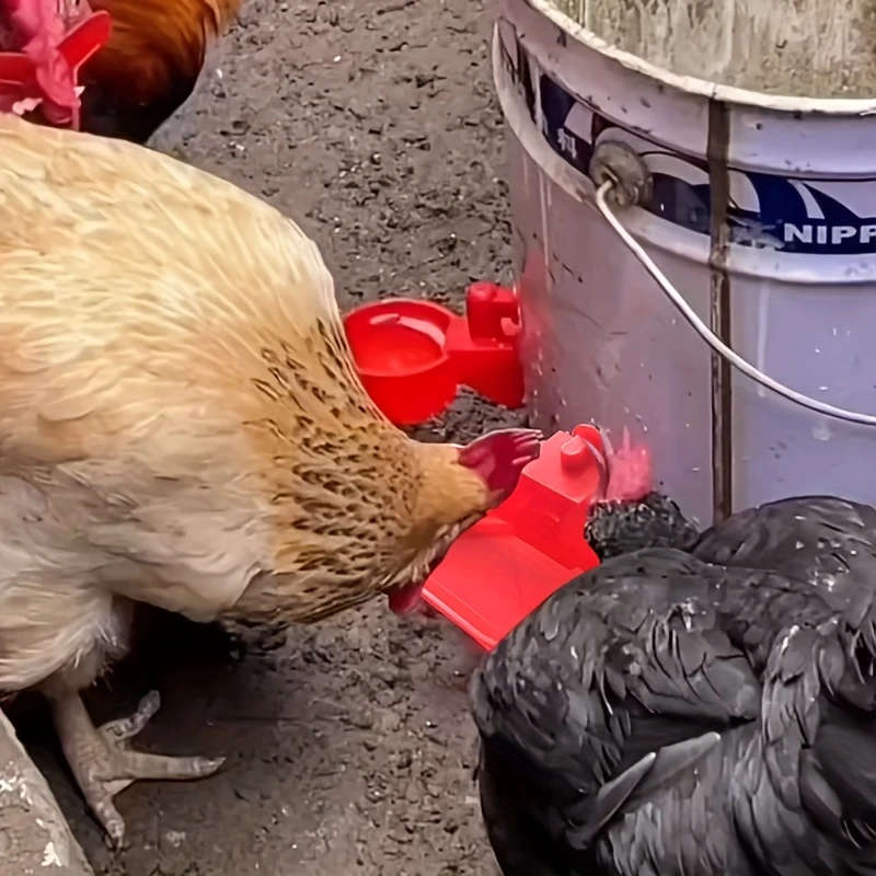Large Automatic Drinking Water Bowl For Chickens
