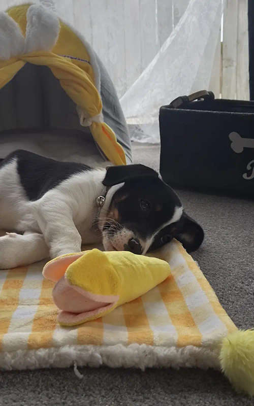 Dog Chew Toys
