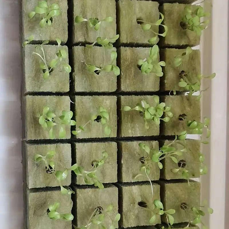 50 Hydroponic Seed Starter Blocks