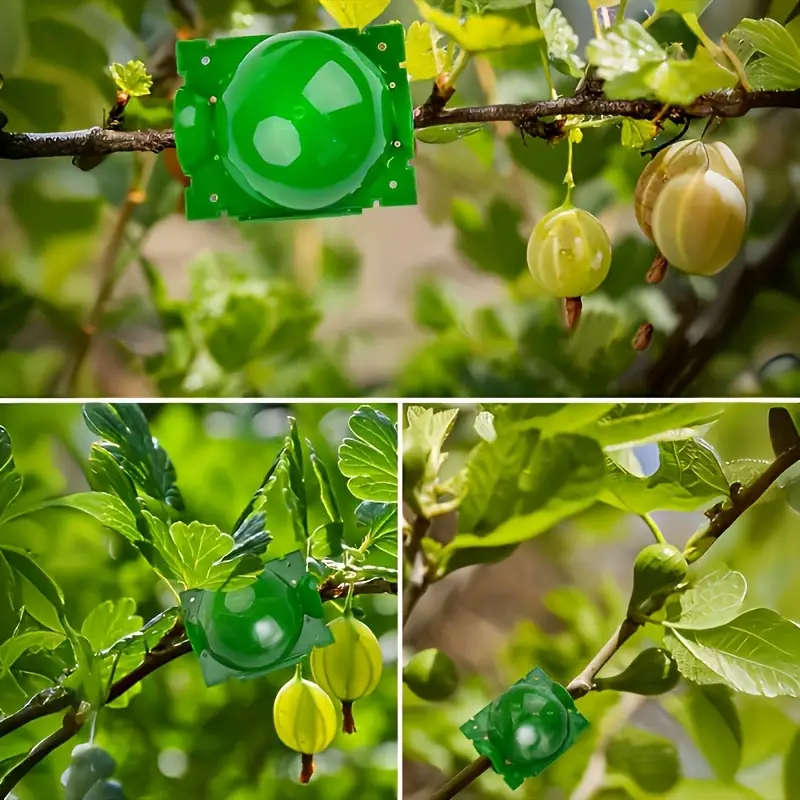 5Pcs Root Growth Boxes
