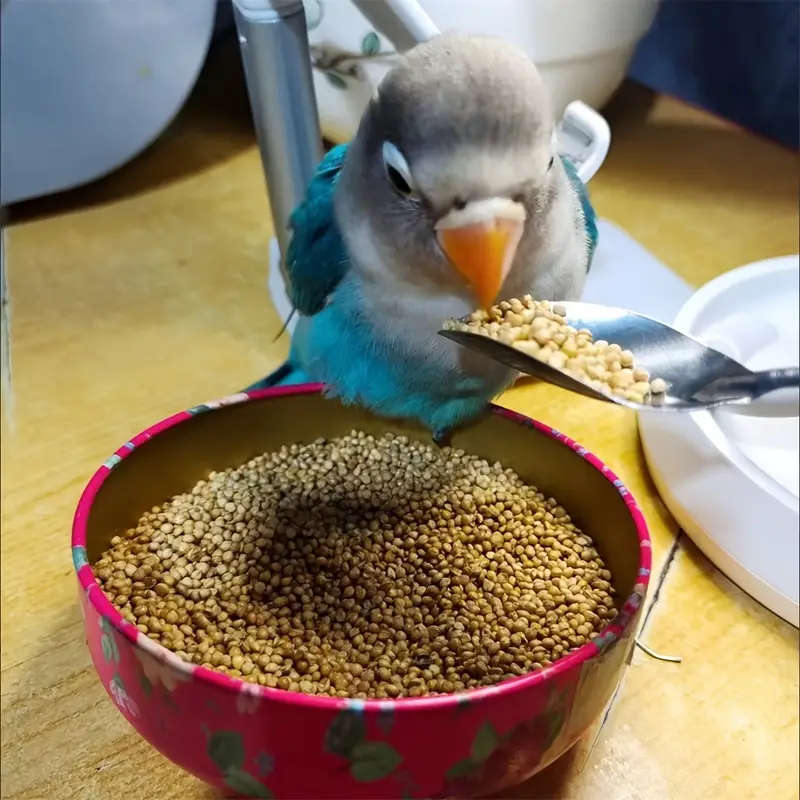 Small Bird Feeder