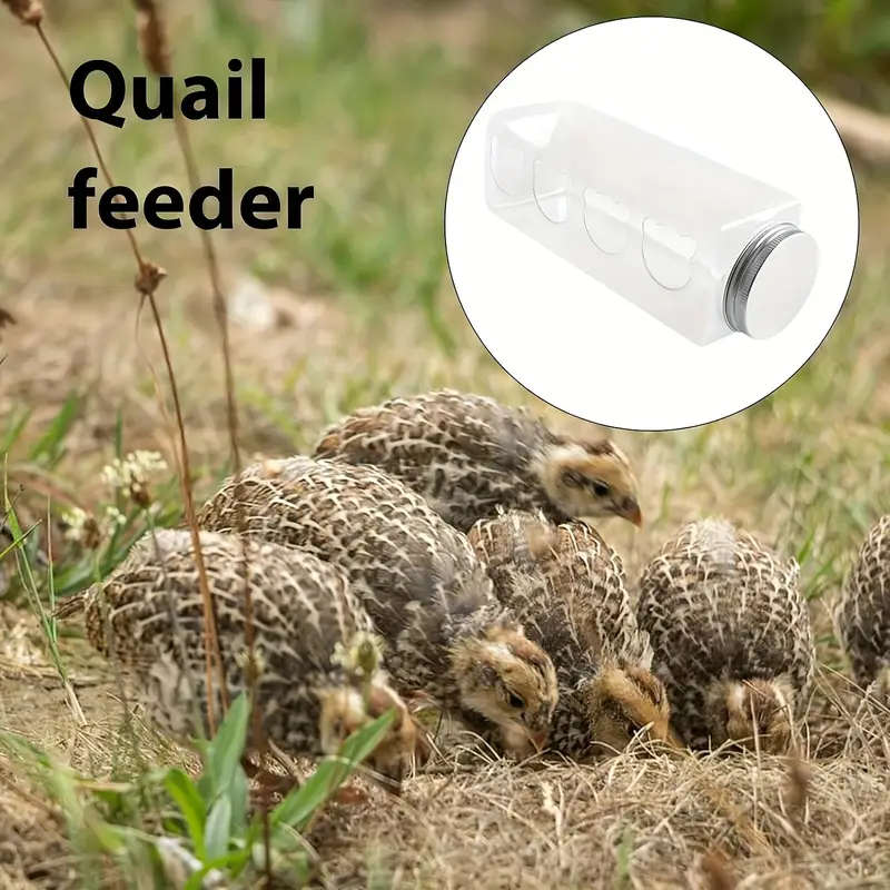 Small Bird Feeder