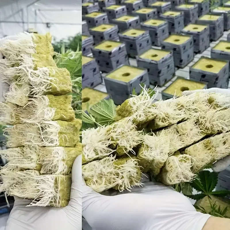 50 Hydroponic Seed Starter Blocks