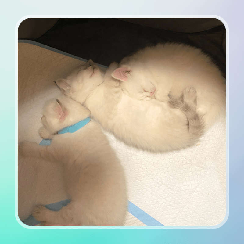 1pc Coffee color size Dimensions: 114 x 114 x 58 cmPet Cage