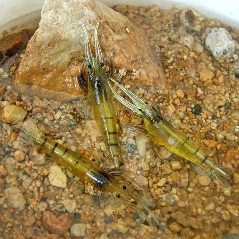 10pcs Of Realistic Hooked Soft Shrimp Simulated Soft Worm Shrimp Lure Lure Artificial Lure Bionic