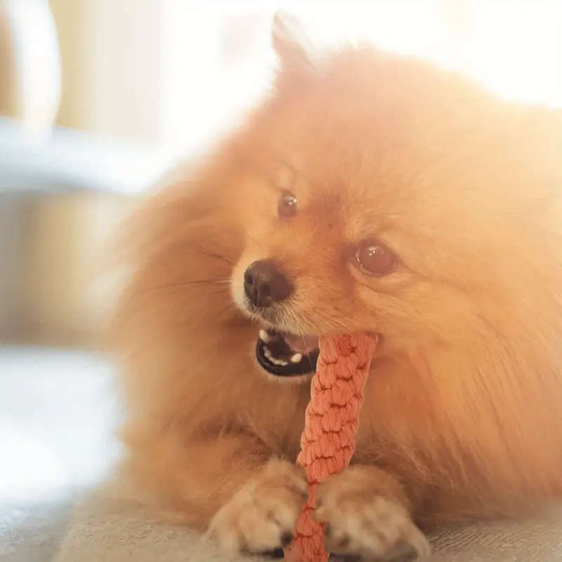 Pet Chew Toy