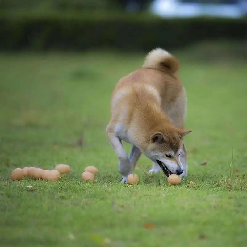Pet Chew Toys