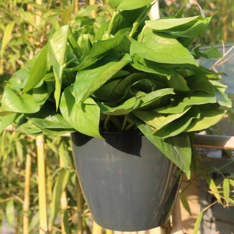 Self-Watering Planter Grow Plants Lazy Flower Pots Wall-hanging Round Resin Plastic Flower Pots, Siz