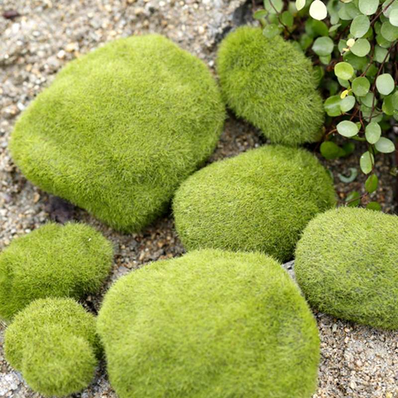 Simulation of False Moss Simulation of Bryophyte Stone Moss Flocking False Lawn Micro Landscape Deco