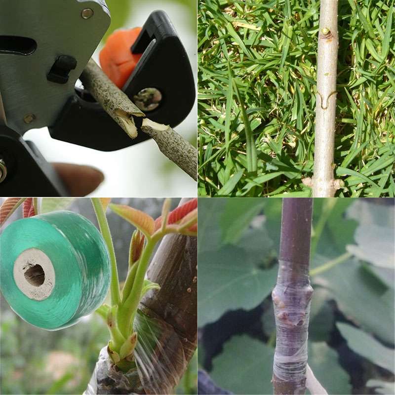 Garden Professional Grafting Cutting Tool / Graft Pruner / Grafting Scissors for Vegetable Fruit Tre