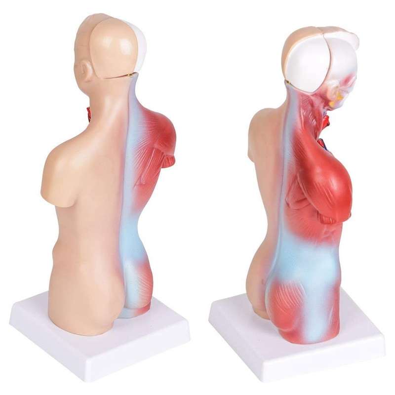 Primary and Secondary Education 26CM Torso Model Human Anatomy Organ Structure Model(As Show)