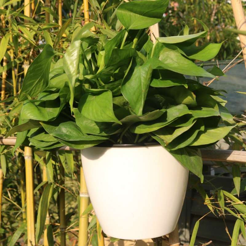 Self-Watering Planter Grow Plants Lazy Flower Pots Wall-hanging Round Resin Plastic Flower Pots, Siz