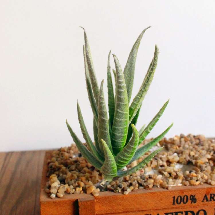 Artificial Mini Aloe Plastic Plants Craft Floristry Landscape Garden Family Office Decoration(Green