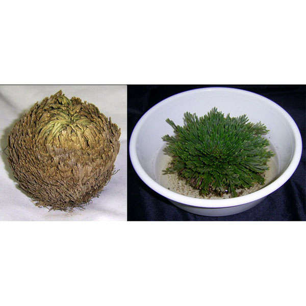 Resurrection Plants