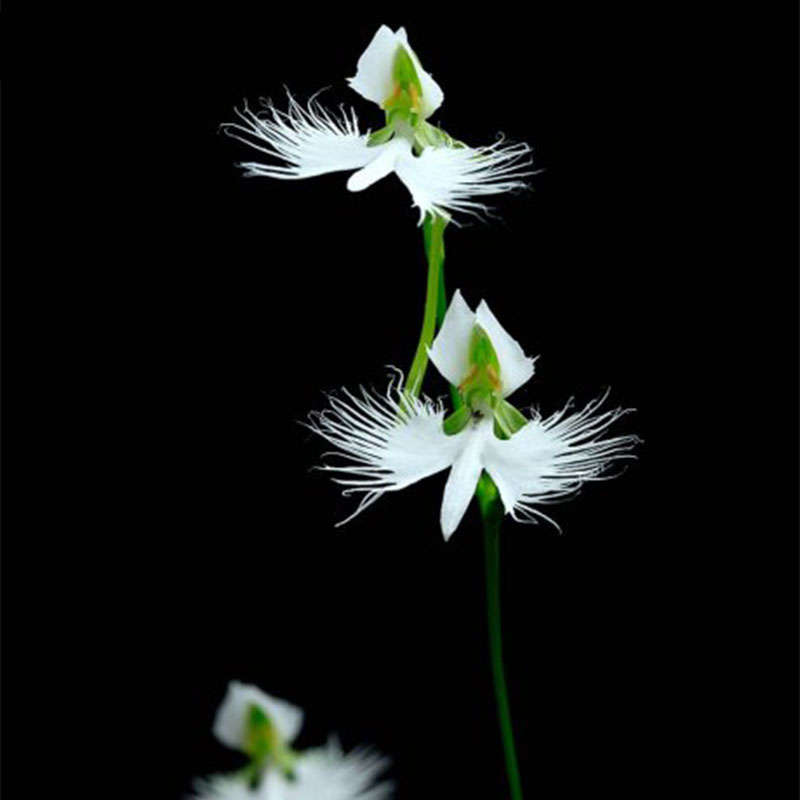 Egrow 200pcs Japanese Egret Flowers Seeds White Egret Orchid Seeds Radiata Rare White Orchid 