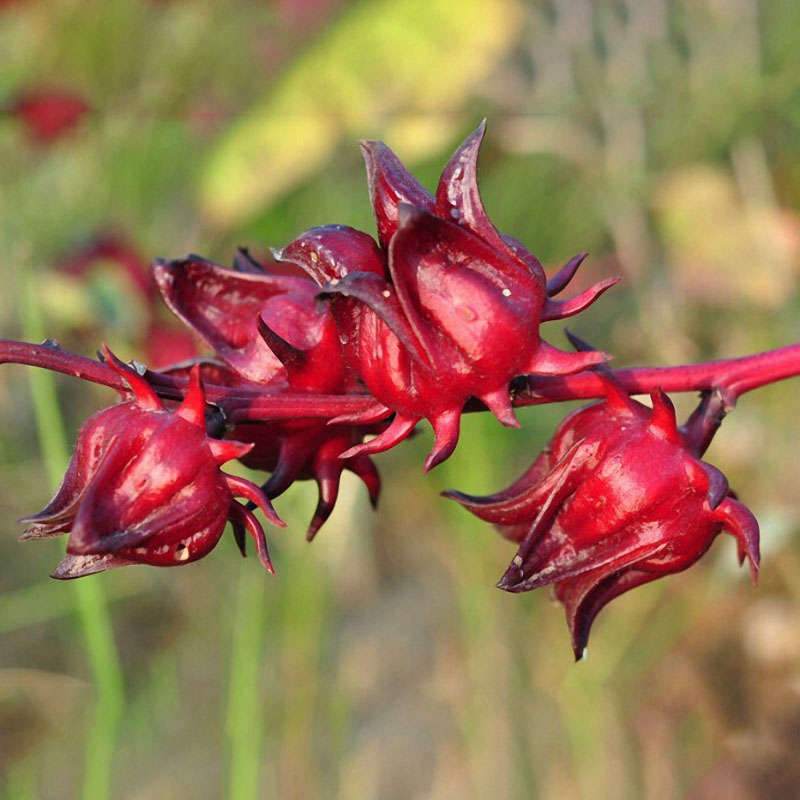 Egrow20Pcs/Bag Roselle Seeds Hibiscus Sabdariffa Chinese Herb Flower Bonsai Plant DIY Garden Seeds