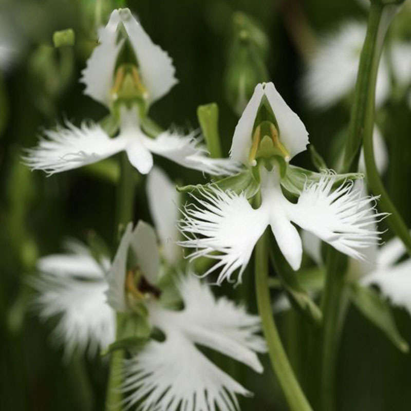 Egrow 200pcs Japanese Egret Flowers Seeds White Egret Orchid Seeds Radiata Rare White Orchid 