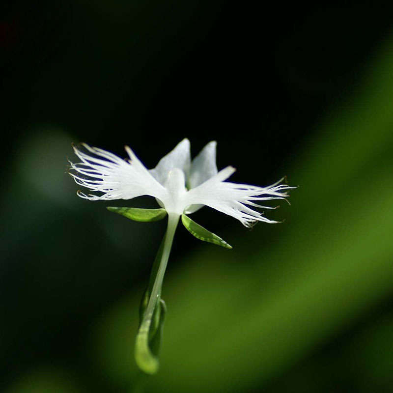 Egrow 200pcs Japanese Egret Flowers Seeds White Egret Orchid Seeds Radiata Rare White Orchid 
