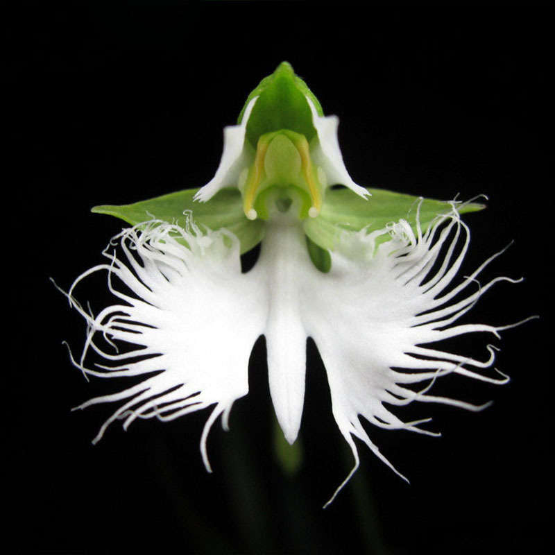 Egrow 200pcs Japanese Egret Flowers Seeds White Egret Orchid Seeds Radiata Rare White Orchid 
