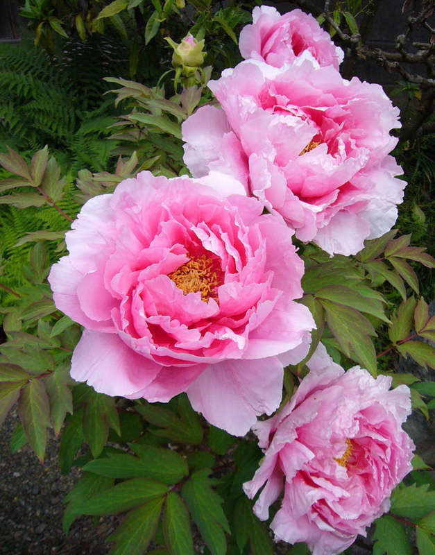 peony flower garden seeds