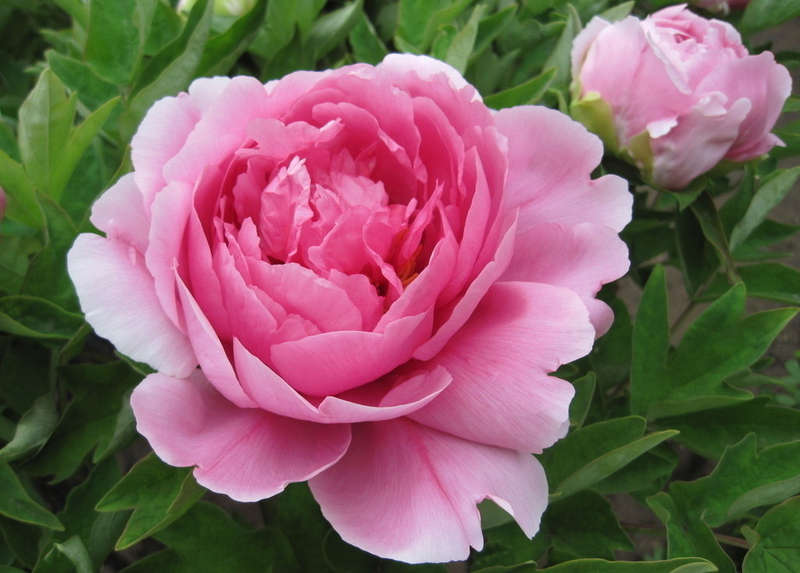 peony flower garden seeds
