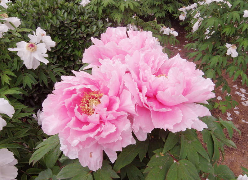 peony flower garden seeds