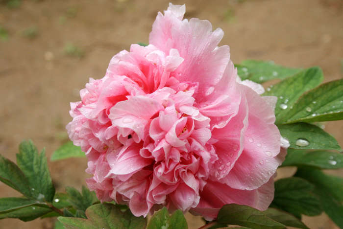 peony flower garden seeds