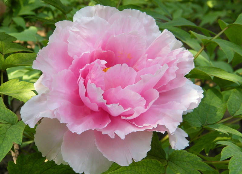 peony flower garden seeds