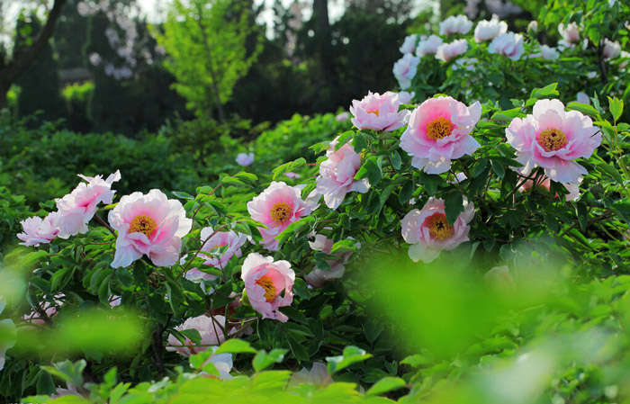 peony flower garden seeds