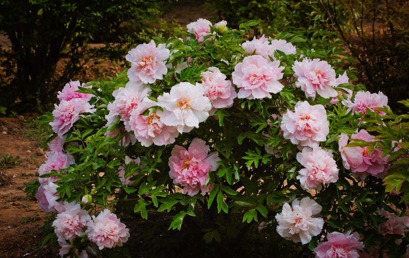 peony flower garden seeds