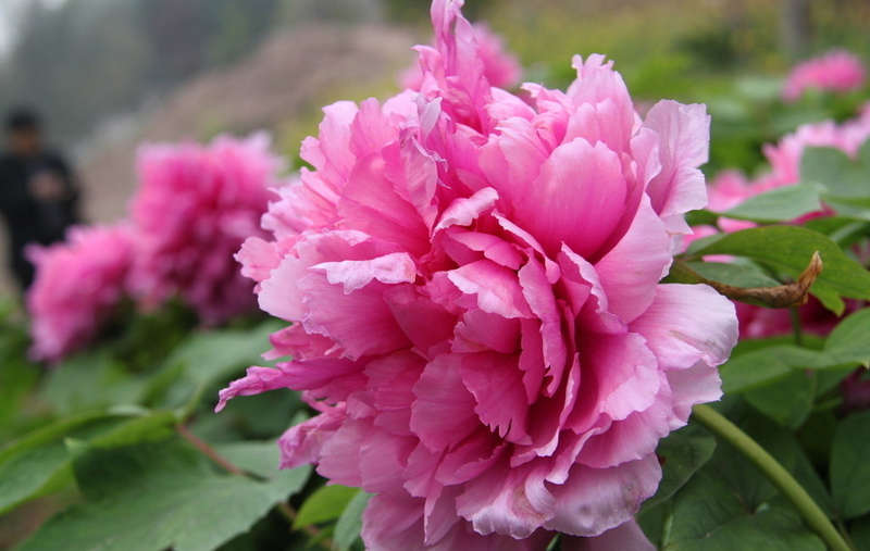 peony flower garden seeds