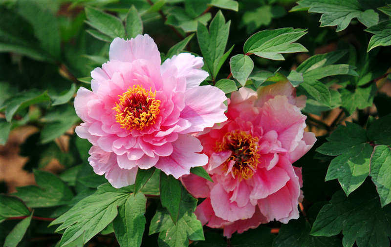 peony flower garden seeds