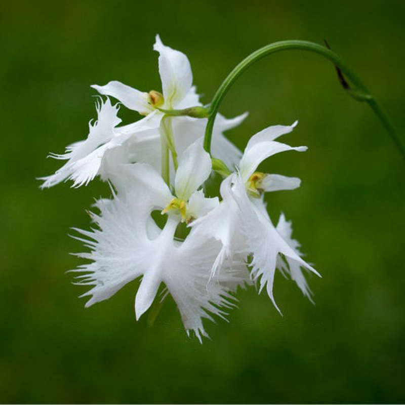 Egrow 200pcs Japanese Egret Flowers Seeds White Egret Orchid Seeds Radiata Rare White Orchid 