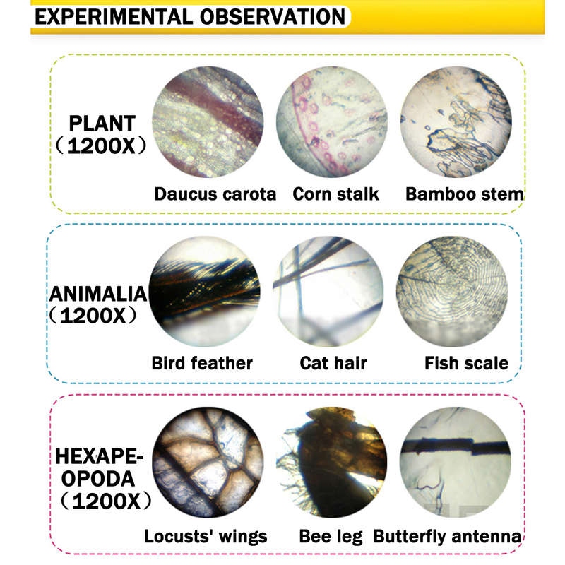 Microscope Kit