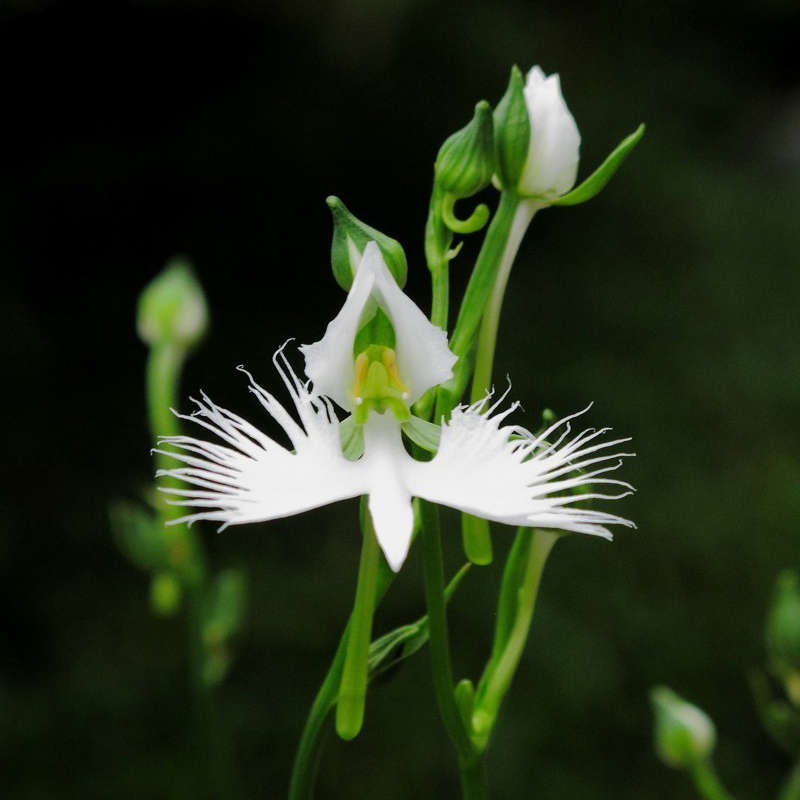 Egrow 200pcs Japanese Egret Flowers Seeds White Egret Orchid Seeds Radiata Rare White Orchid 