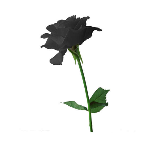 black rose seeds