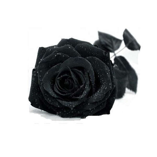 black rose seeds