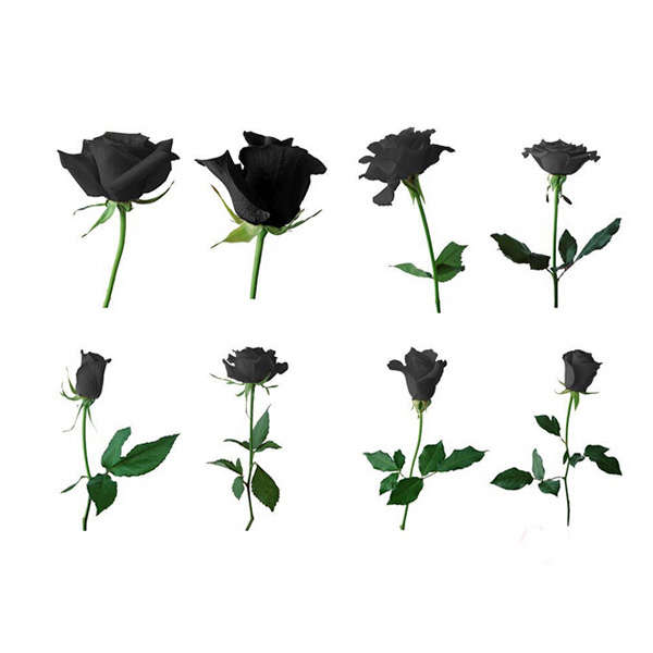 black rose seeds