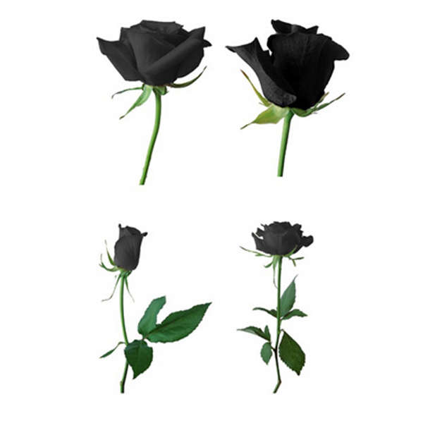 black rose seeds