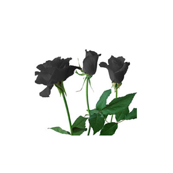black rose seeds