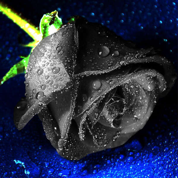 black rose seeds