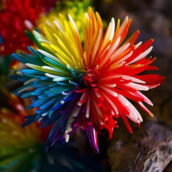 Egrow 20Pcs Rainbow Chrysanthemum Flower Seeds Rare Color Home Garden Bonsai Plant