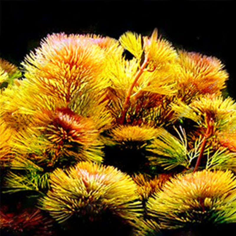 Egrow 1000 PCS Aquarium Plant Seeds Pine Tree Semillas Raras Plantas Aquatic Fish Tank Decoration Tr
