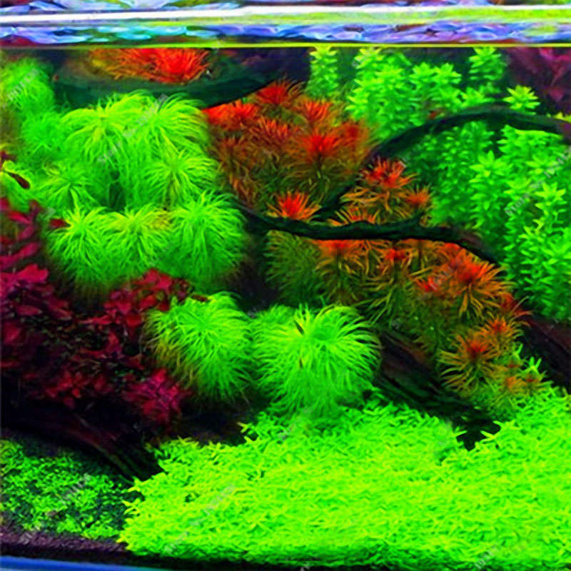 Egrow 1000 PCS Aquarium Plant Seeds Pine Tree Semillas Raras Plantas Aquatic Fish Tank Decoration Tr