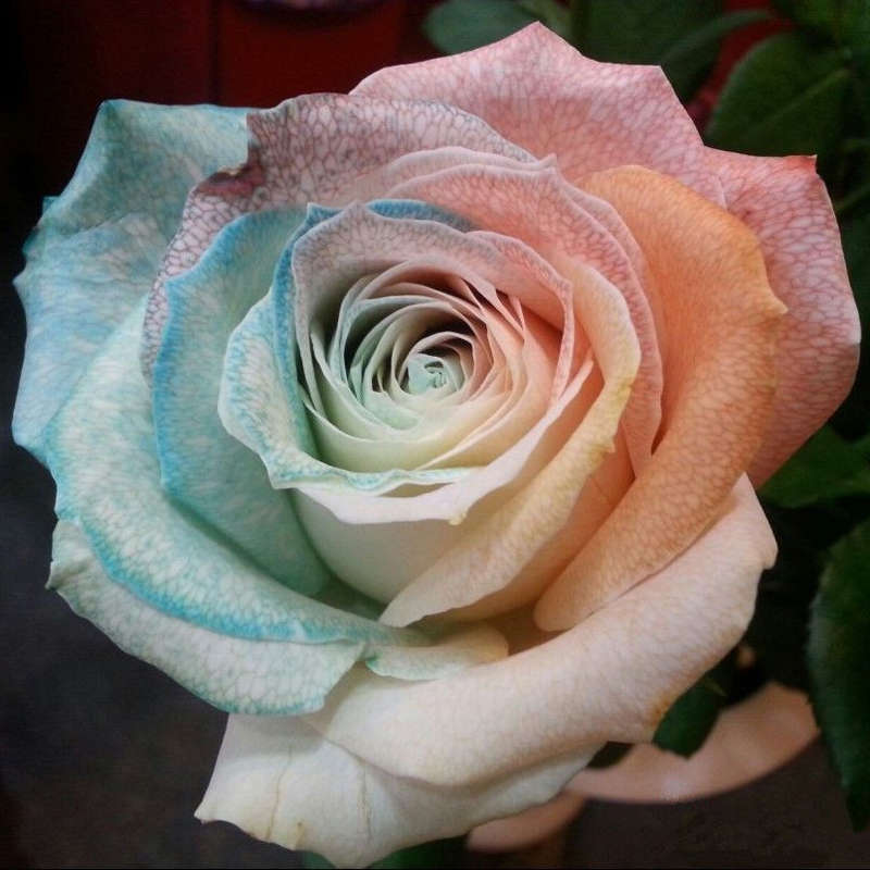 100Pcs Multicolor Rose Seeds Purple Pink Heart Roses Seeds Multicolor Garden Flowers