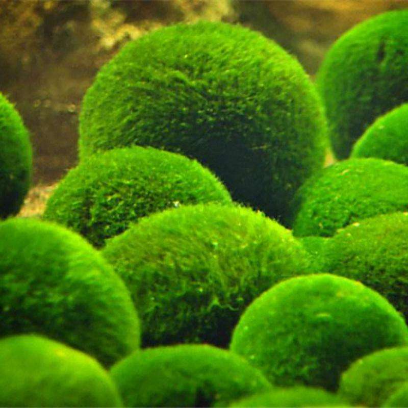 Egrow 1000 PCS Aquarium Fish Tank Grass Seeds Water Aquatic Plant Seeds Ornamental Lawn Grass