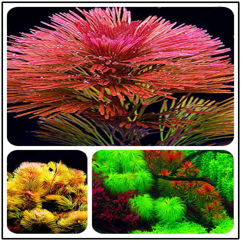 Egrow 1000 PCS Aquarium Plant Seeds Pine Tree Semillas Raras Plantas Aquatic Fish Tank Decoration Tr