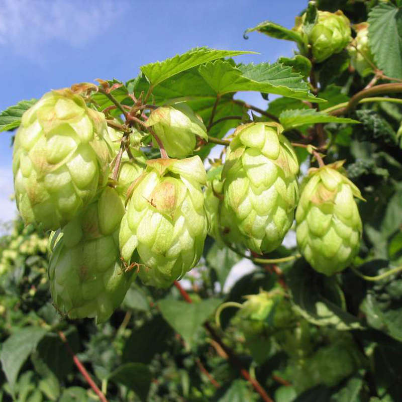 Egrow 20Pcs Hops Seeds Humulus Lupulus Brewing Beer Plant Tea Herb Brew German Magnum