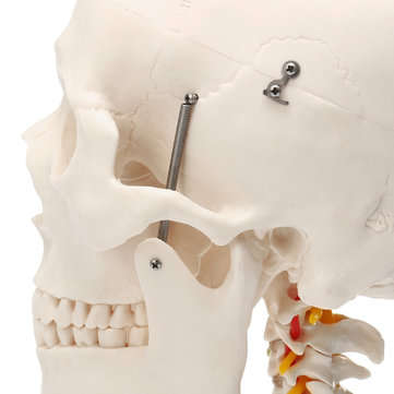 Life Size Human Adult Skull Model Cervical Spine Skeleton Model Anatomy Medical Model