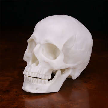 Human Skull Handmade Decoration Goth Halloween Decor Gift Souvenirs Ornament